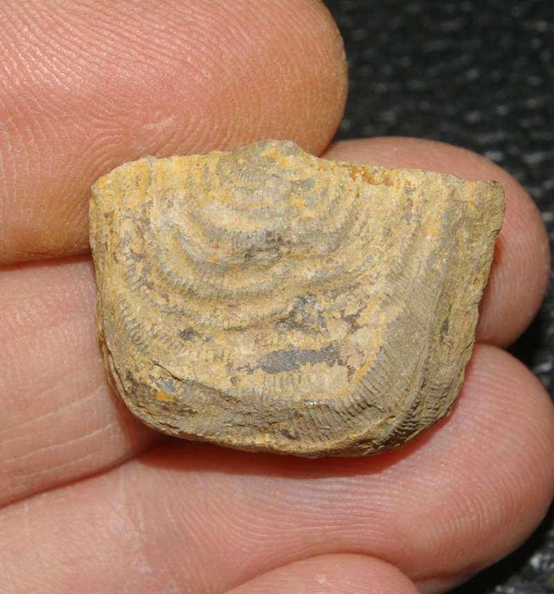 Leptaena analogaeformis.jpg