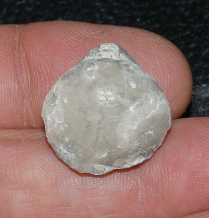 Lobothyris subformosa
