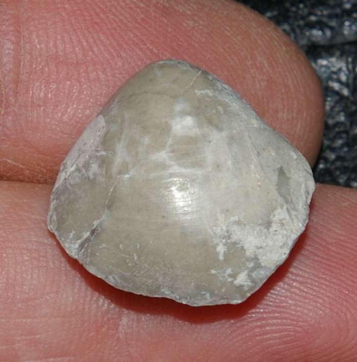 Kimmeridgian brachiopods