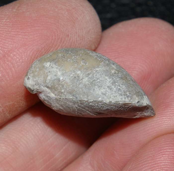 Fossilien Brachiopoden