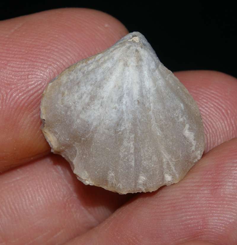 Fossilien Brachiopoden