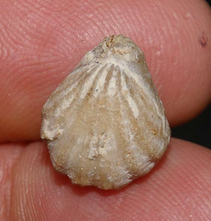 Lacunosella visulica
