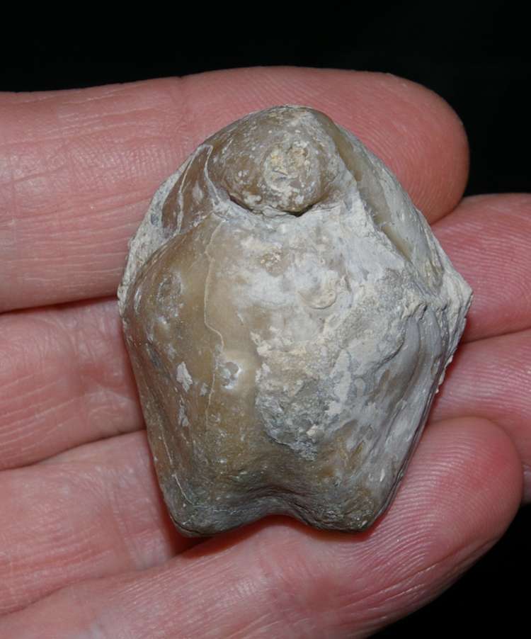 Goniothyris amoena