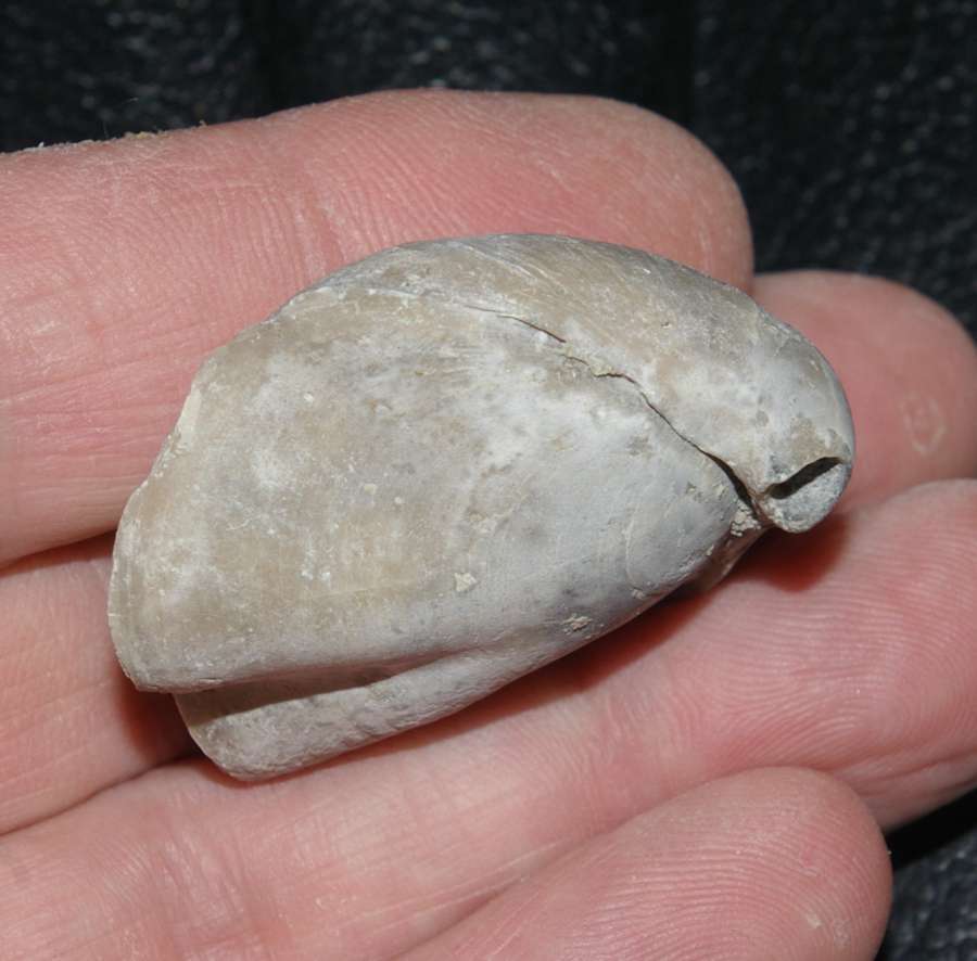 Fossilien Brachiopoden