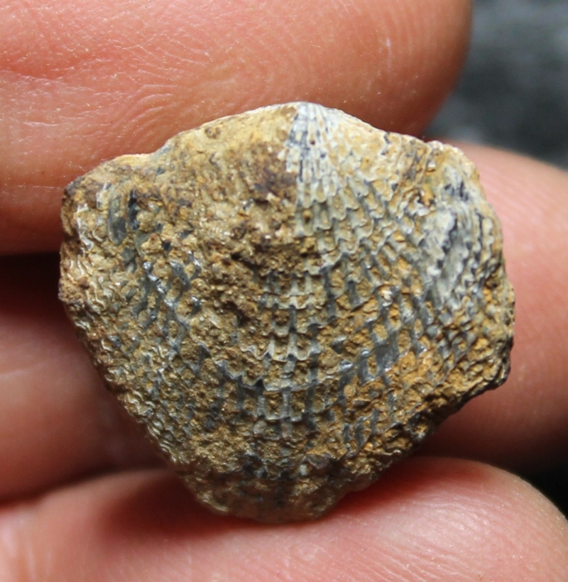 Atrypa depressa