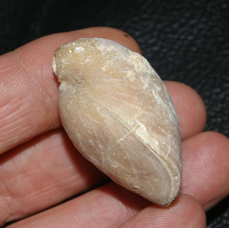 Fossilien Brachiopoden