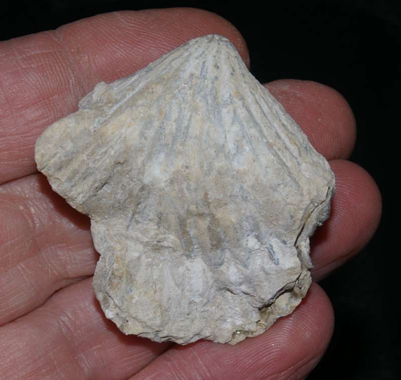  Lacunosella trilobataeformis