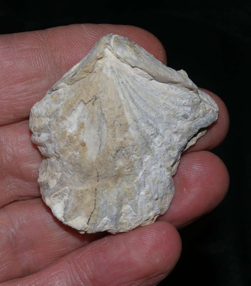 Lacunosella trilobataeformis
