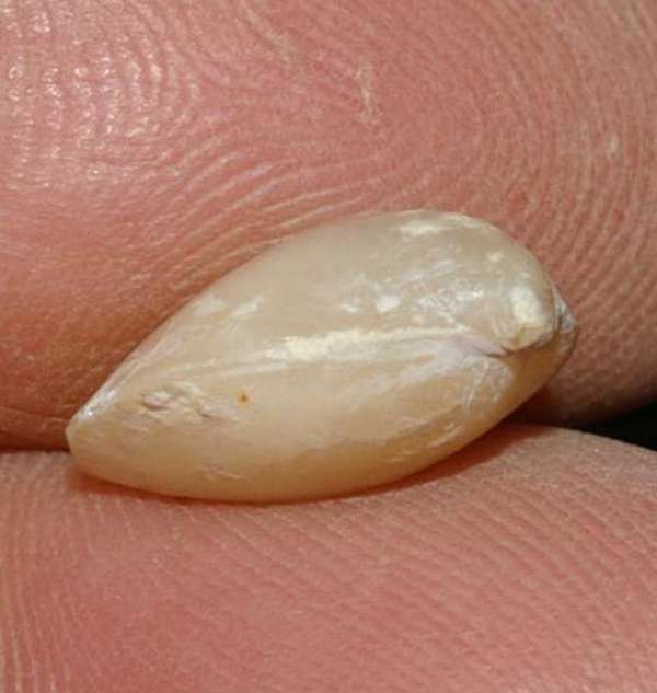  Coenothyris vulgaris