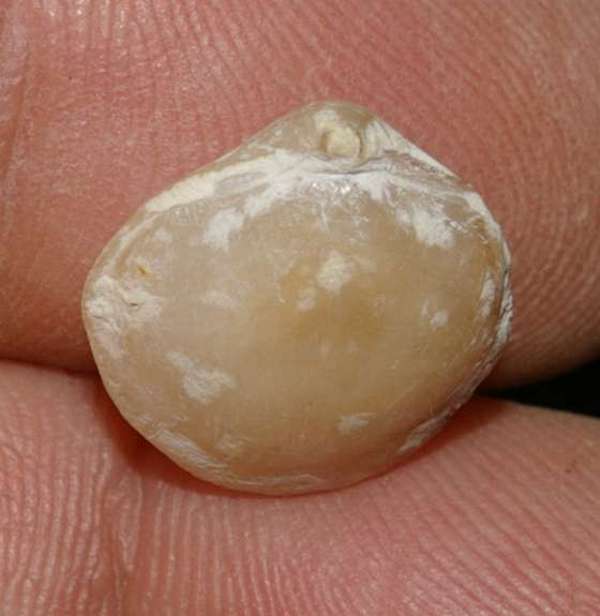 Cretaceous, Maastrichtian fossil brachiopod