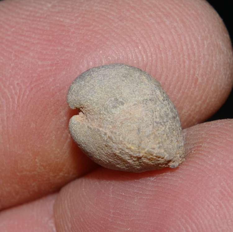 devonian fossil brachiopod