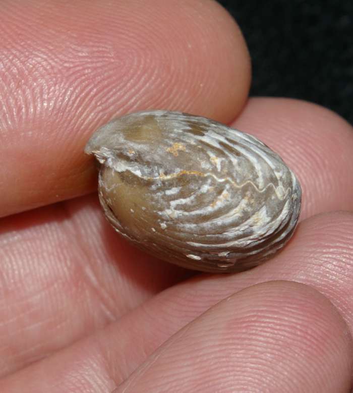  Cyclothyris difformis 