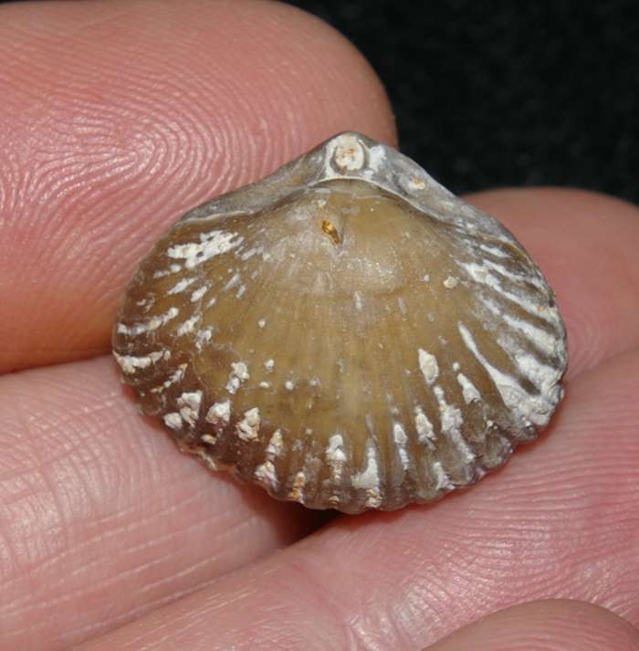 cenamonian fossil brachiopod