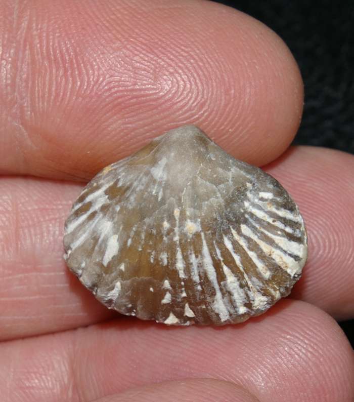  fossil brachiopod