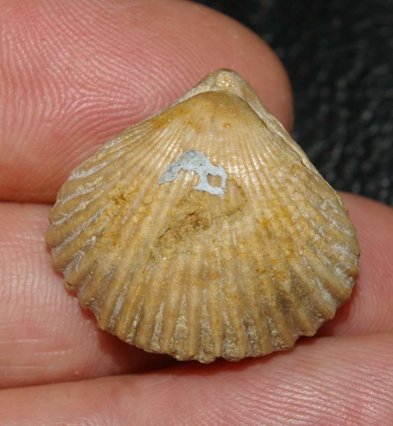 fossils brachiopods