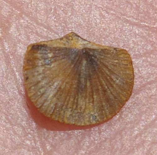 Skenidioides polonicus.jpg