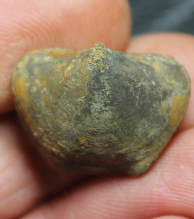 fossil brachiopod  Eoreticularia aviceps