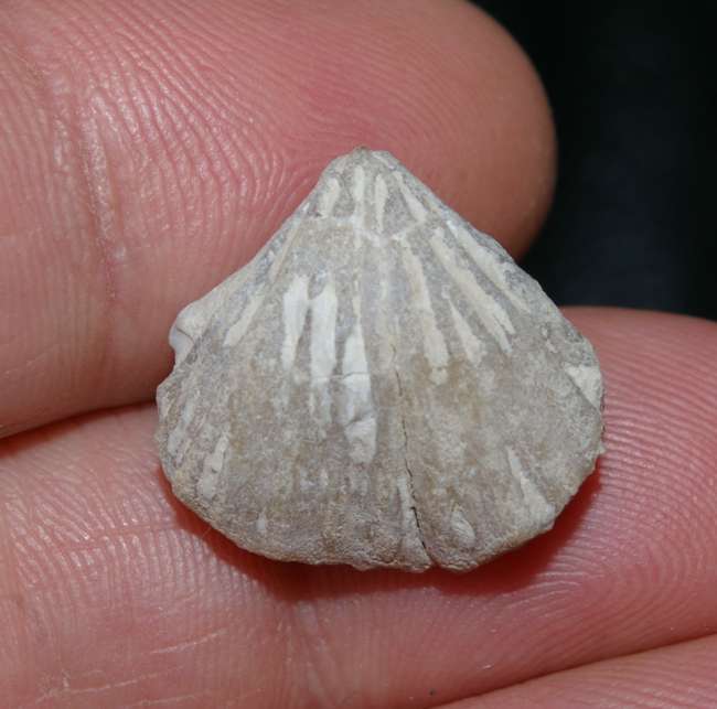  fossil brachiopod