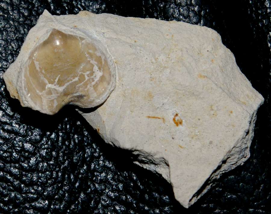  Cretirhynchia novicensis 