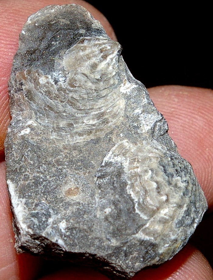  Spinatrypa semilukiana 
