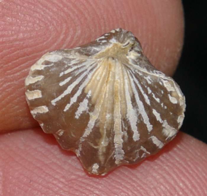  Spirifer bifurcatus 