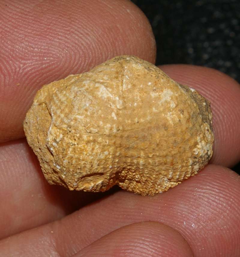  Dictyoclostus burlingtonensis 