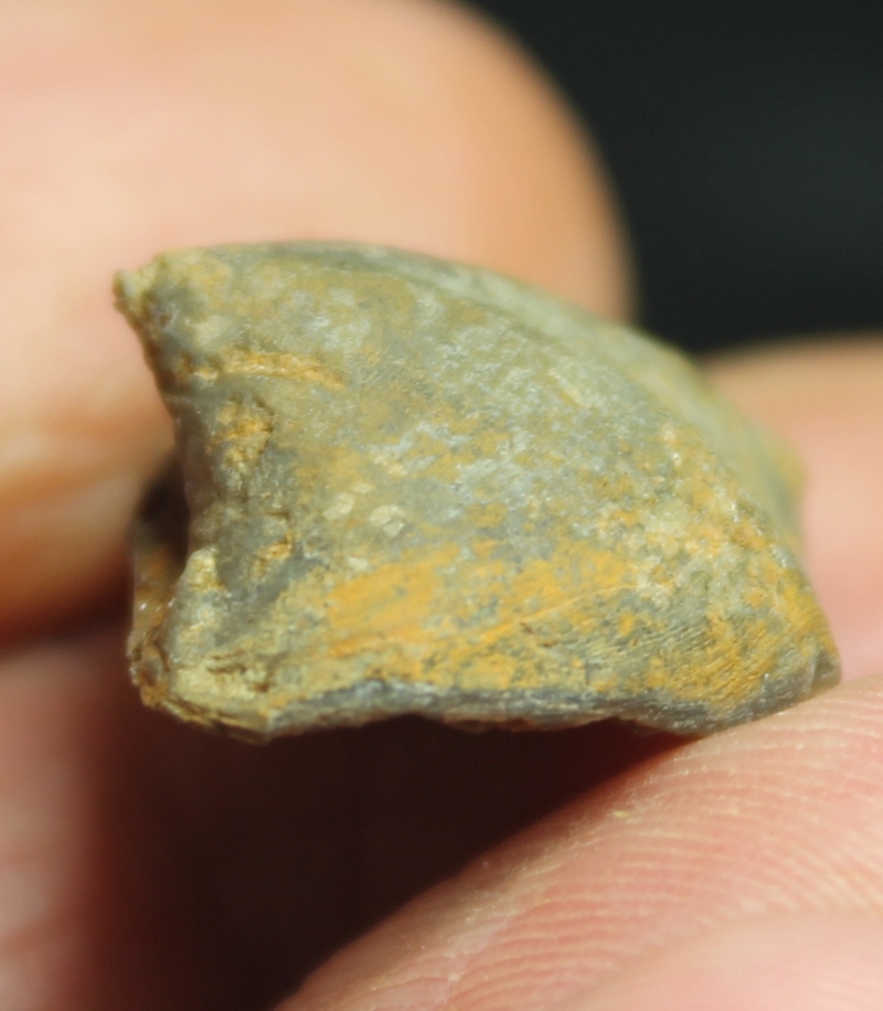  Eoreticularia aviceps