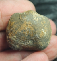 Schizophoria schnuri, Devonian brachiopod 