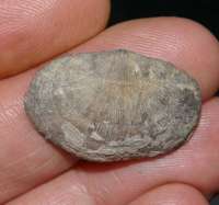 fossils brachiopods