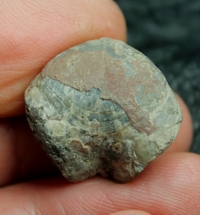 fossils brachiopods