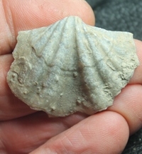 fossils brachiopods