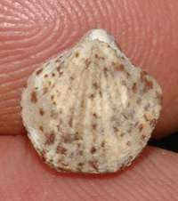 Dictyothyropsis loricata fossil brachiopod