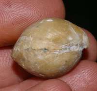 Galliennithyris galliennei, fossil brachiopod