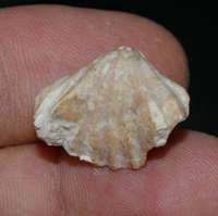 fossil brachiopod