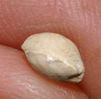 fossil brachiopod