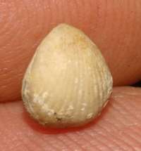 fossil brachiopod