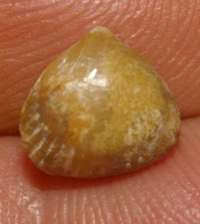 fossil brachiopod