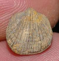 Fossil Devonian brachiopods