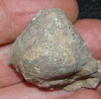 fossil brachiopod