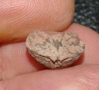 fossil brachiopod