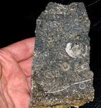 fossil brachiopod