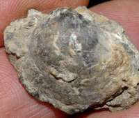 Schizophoria resupinata