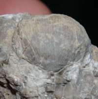 fossil brachiopod
