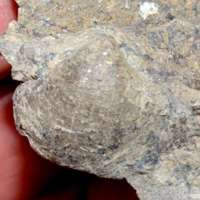 fossil brachiopod