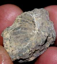 fossil brachiopod