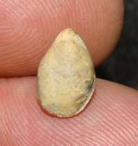 fossil brachiopod