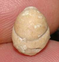fossil brachiopod