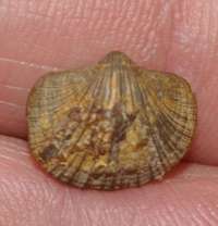 Biernatium fallax, Fossil Brachiopods