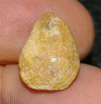 fossil brachiopod