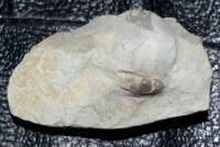 fossil brachiopod